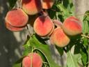 peaches-1s.jpg